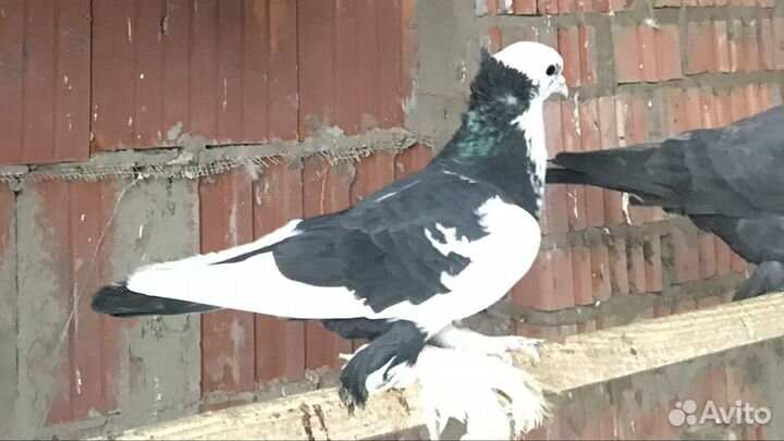 Голуби бойные ленинаканские, армянские в чистоте