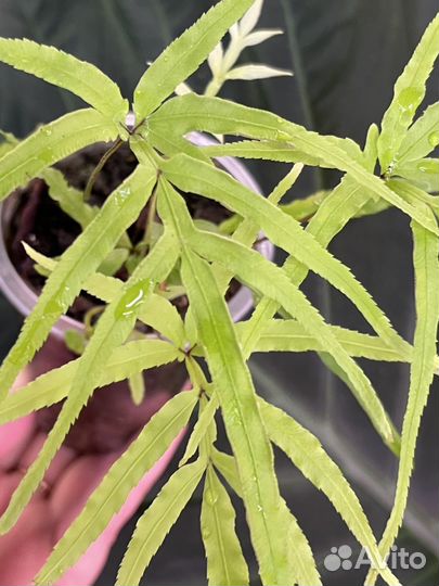 Папоротник Птерис