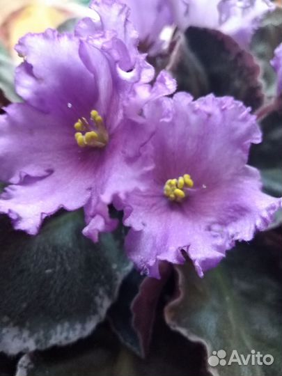 Сортовые фиалки в горшочках