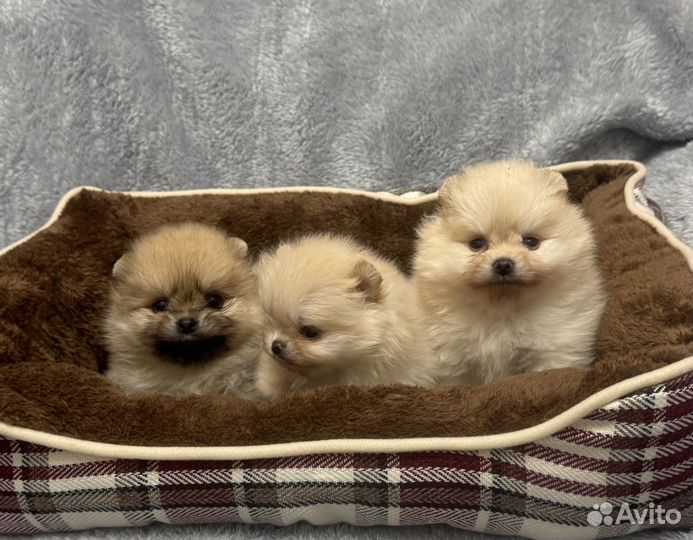 Шпиц девочки светлые