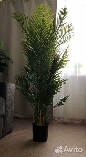 Искусственная пальма, стрелиция