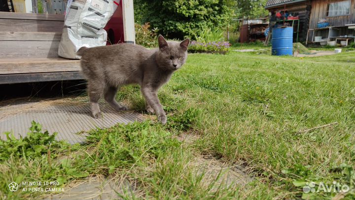 Котейка бобтейл