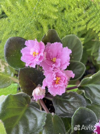 Сортовые фиалки,цветущие