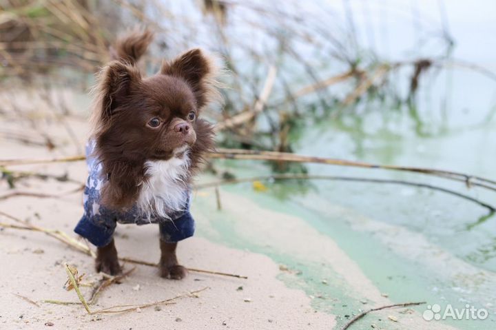 Чихуахуа вязка