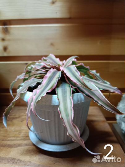 Криптантус двуполосатый