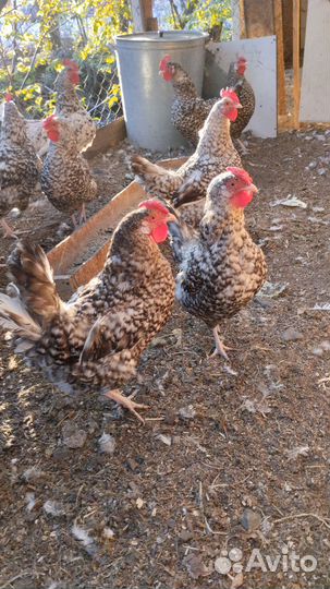 Петухи молодые породы Пушкинские