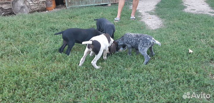 Щенки курцхаара от рабочей собаки