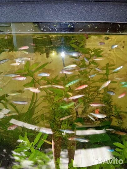 Рыбки данио