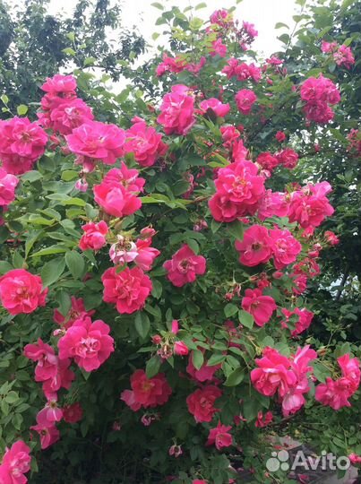 Саженцы роз кустовых