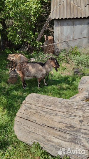 Продаю козу