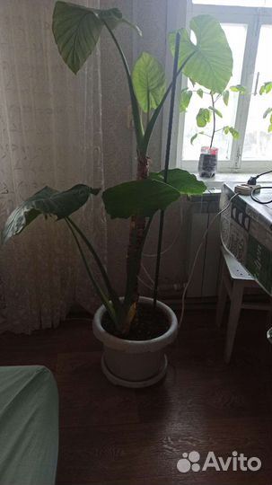 Алоказия арма