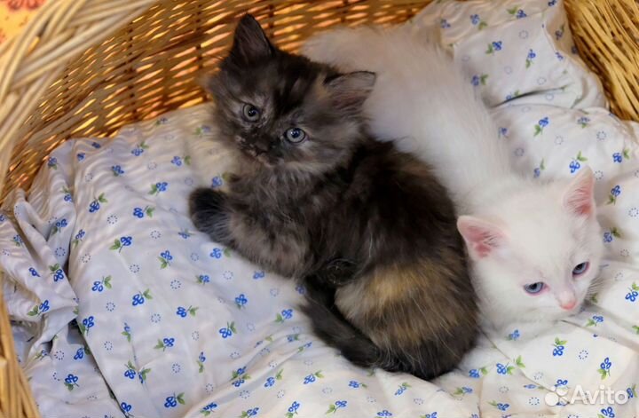 Пушистая кроха