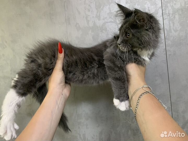 Котята мейн-кун