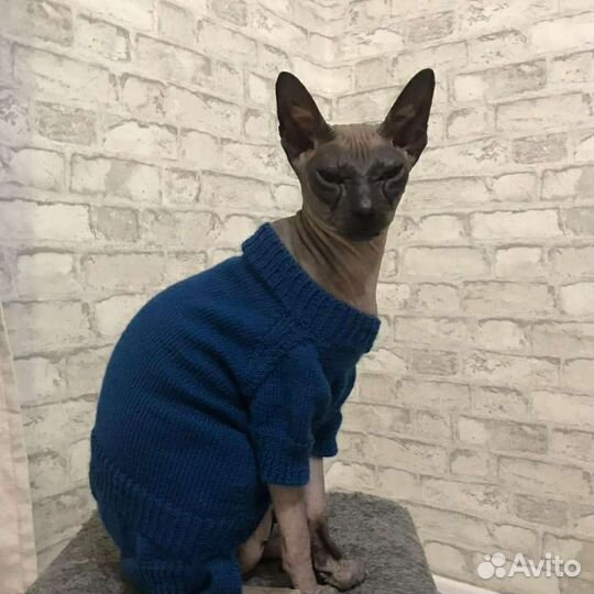 Одежда для животных