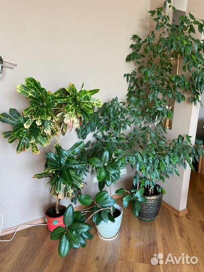 Растения фикус кротон кактус