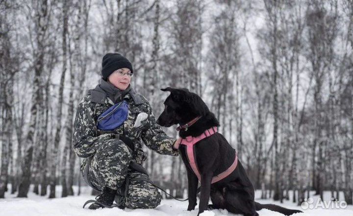 Красавец Вуди ищет дом
