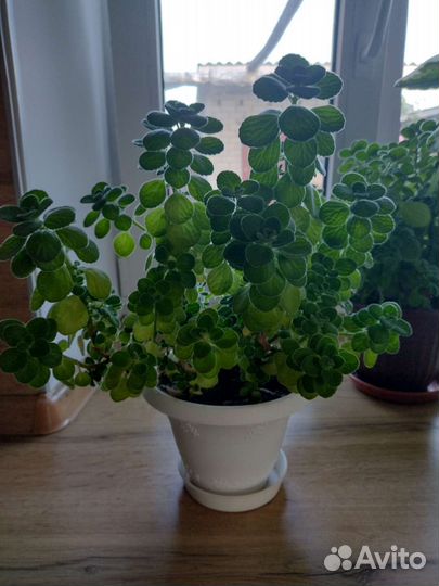 Комнатная мята (плектрантус)