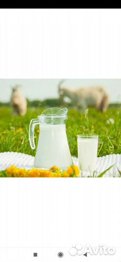 Козье молоко, сыры