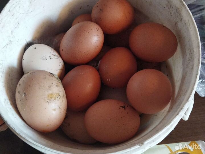 Домашние куриные яйца