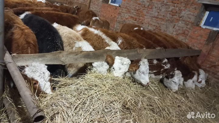 Бычки, телки