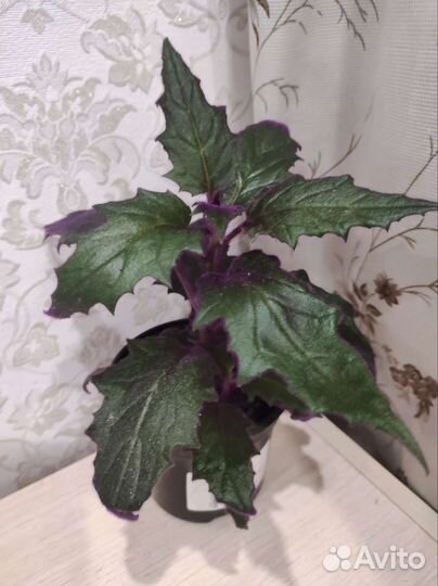 Гинура, взрослое растение