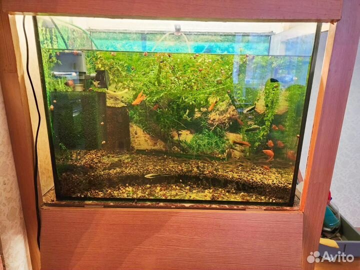 Аквариум с рыбками