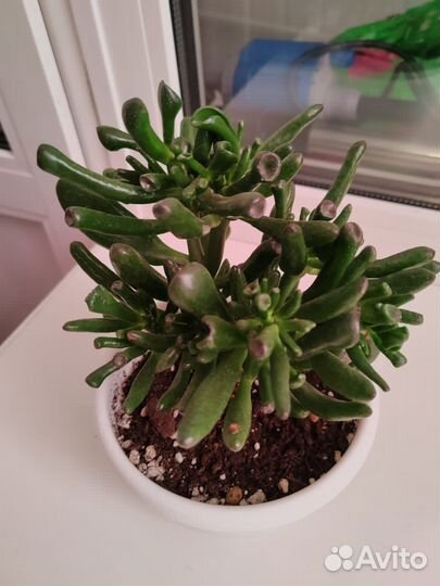 Крассула хоббит