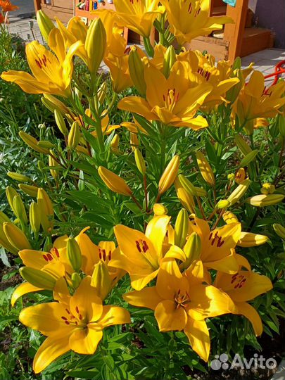 Лилии. Много разных расцветок