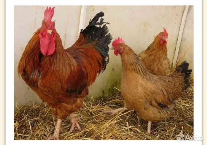 Инкубационное яйцо