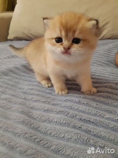 Котятки шиншиллы