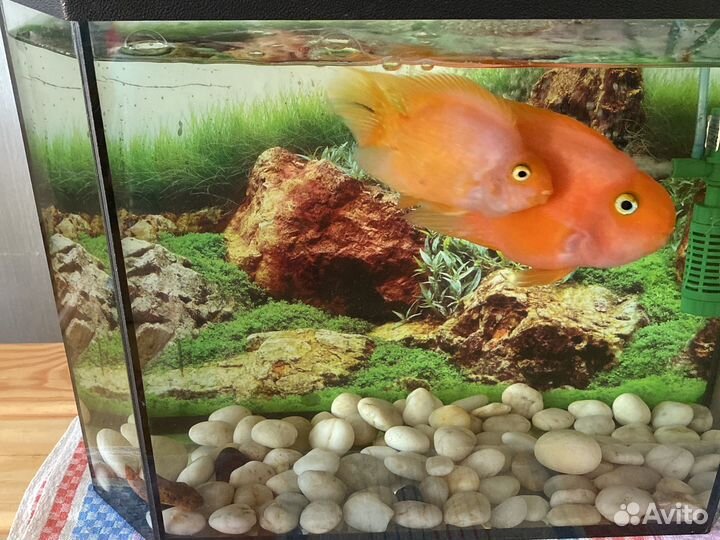 Аквариум с рыбами