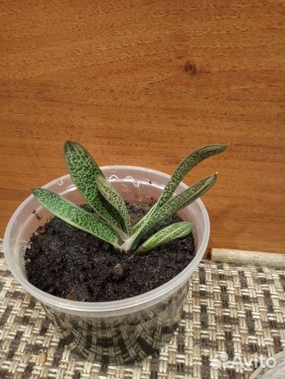 Гастерия бородавчатая