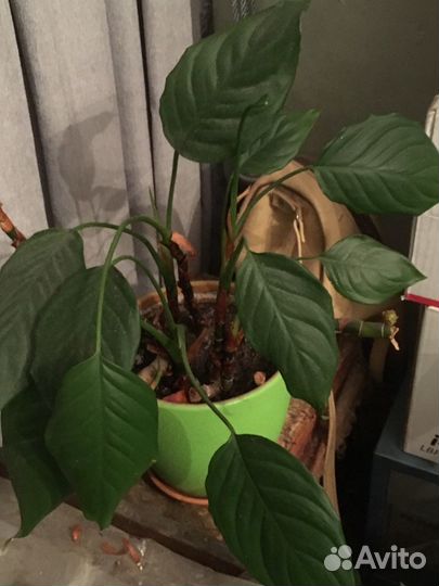 Аглаонема скромная