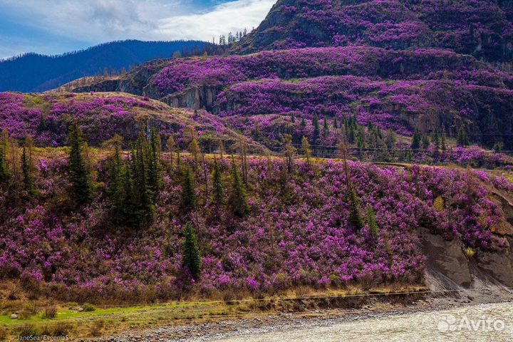 Тур на Алтай 