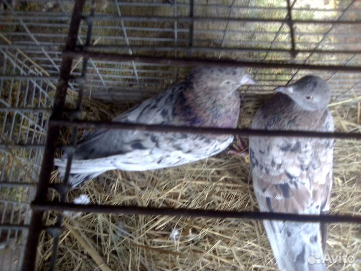 Продажа голубей