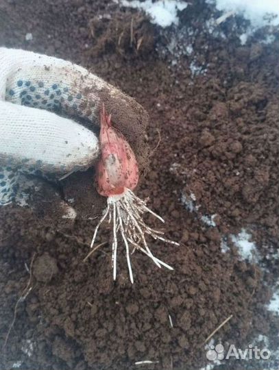 Привлекаем инвестиции до 50 проц годовых