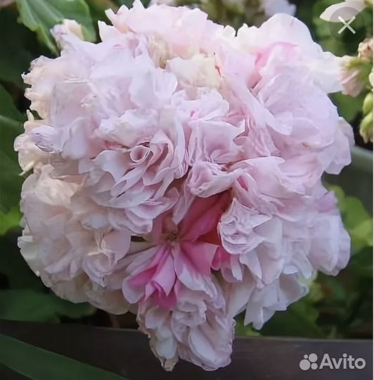 Пеларгония герань