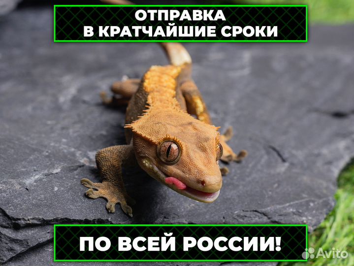 Доминиканская квакша