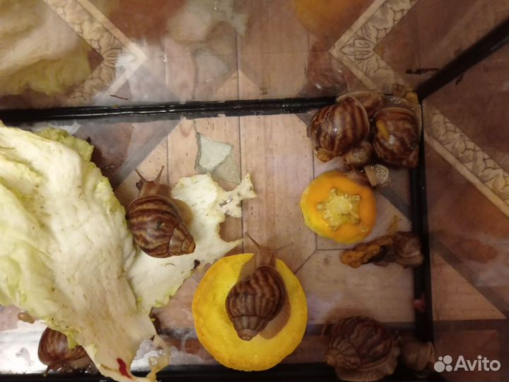 Улитки ахатины
