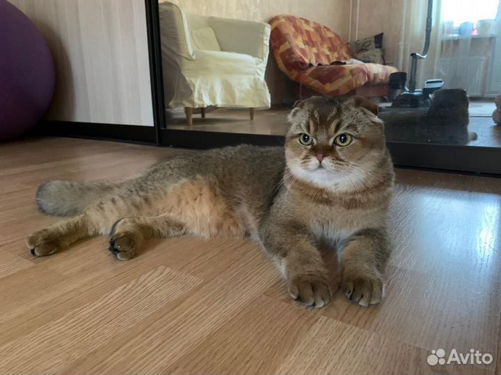 Передержка животных Славянка/Пушкин/Павловск/Колпи