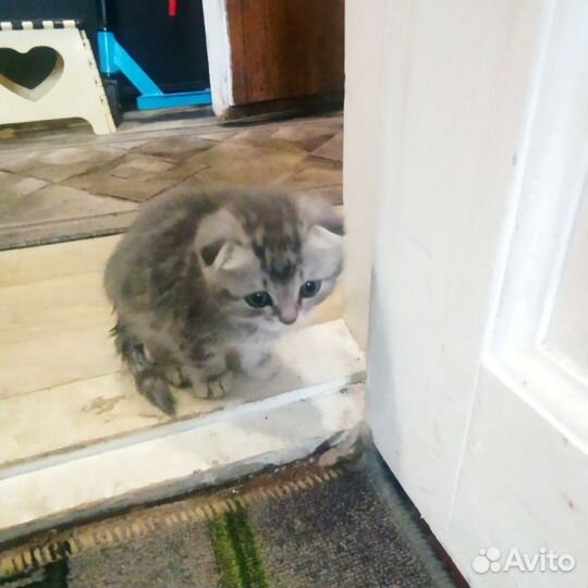 Шотландская вислоухая