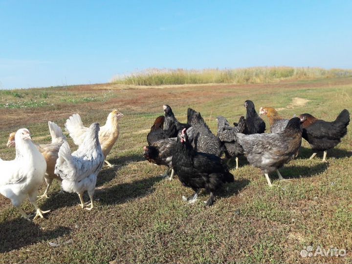 Молодые Куры Несушки