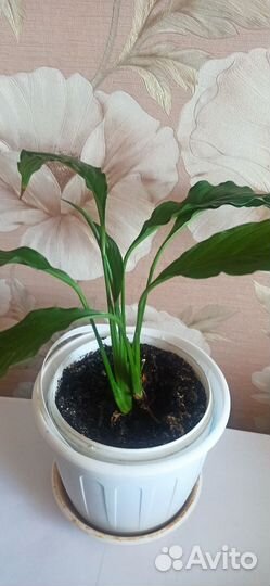 Комнатные растения