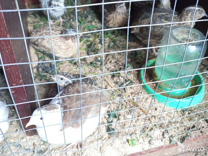 Перепела несушки и петушки