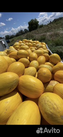 Даня канарская