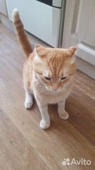 Отдам бесплатно