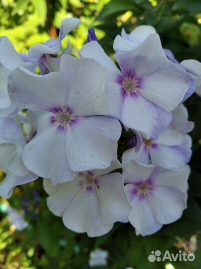 Флокс садовый многолетка