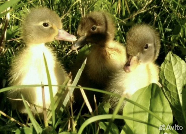 Утята Фаворит Голубой