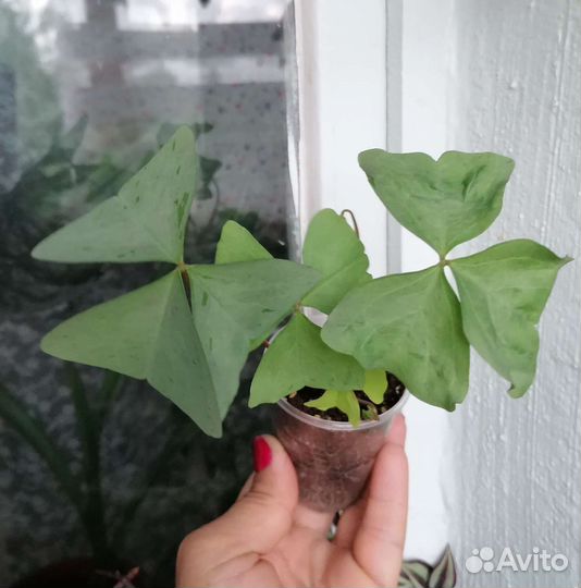 Кислицы (оксалис). Хлорофитум