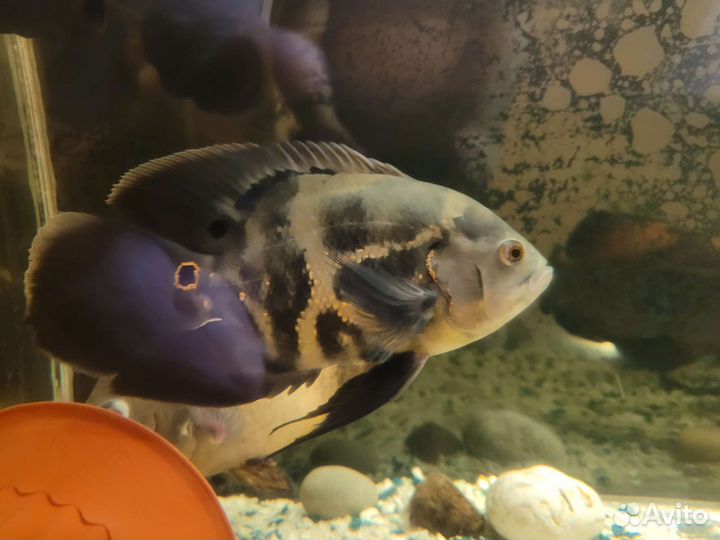 Астранотусы большие